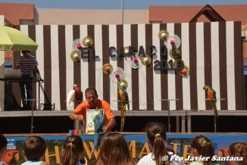 Espectáculo de aves exóticas de Paco Pluma en El Caracol (Foto Francisco Javier Santana)